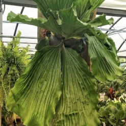 Angola Staghorn Fern - Platycerium Elephantotis - 4.5" Black Hanging Basket -Outlet Buds Grow Store elestagmature 36399.1696539520