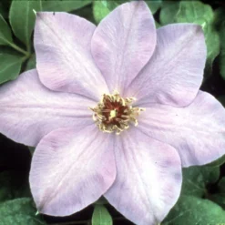 Elsa Spaeth Clematis - Light Purple - 2.5" Pot