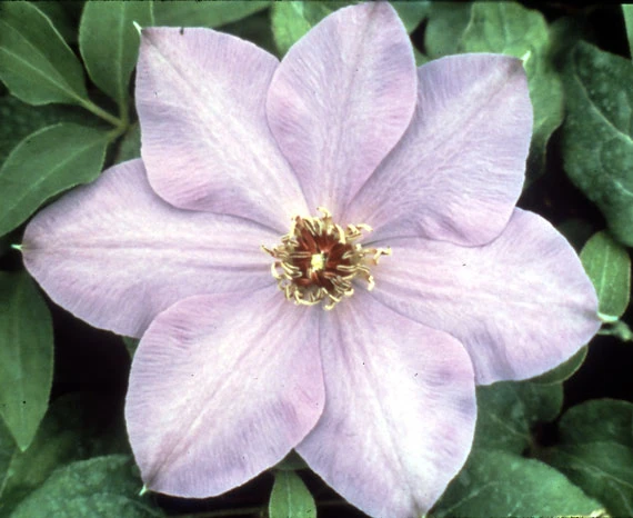 Elsa Spaeth Clematis - Light Purple - 2.5" Pot 1 Elsa Spaeth Clematis - Light Purple - 2.5" Pot