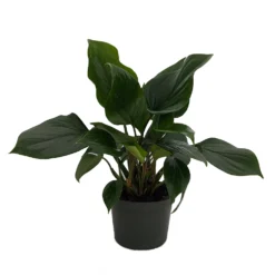 Emerald Gem Queen Of Hearts Plant - Homalomena - 6" Pot - Collector's Series