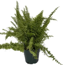 Emerald Vase Fern - Nephrolepis Exaltata - 6" Pot