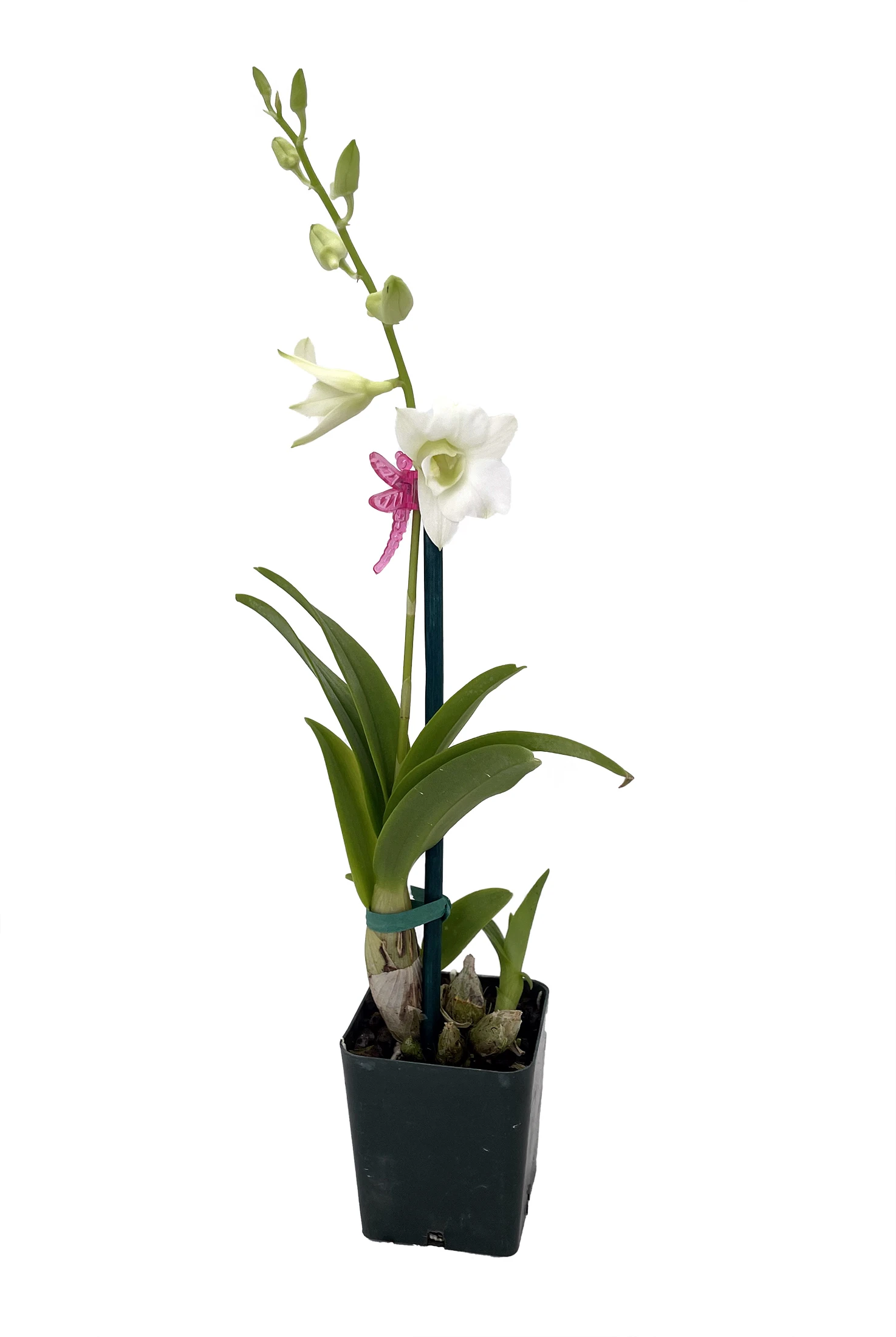 Enobi Snow White Dendrobium Orchid - 2" Pot - Collector Orchids 1 Enobi Snow White Dendrobium Orchid - 2" Pot - Collector Orchids