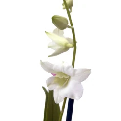 Outlet Buds Grow Store -Outlet Buds Grow Store enobsnowwhtebloom 33507.1695988718