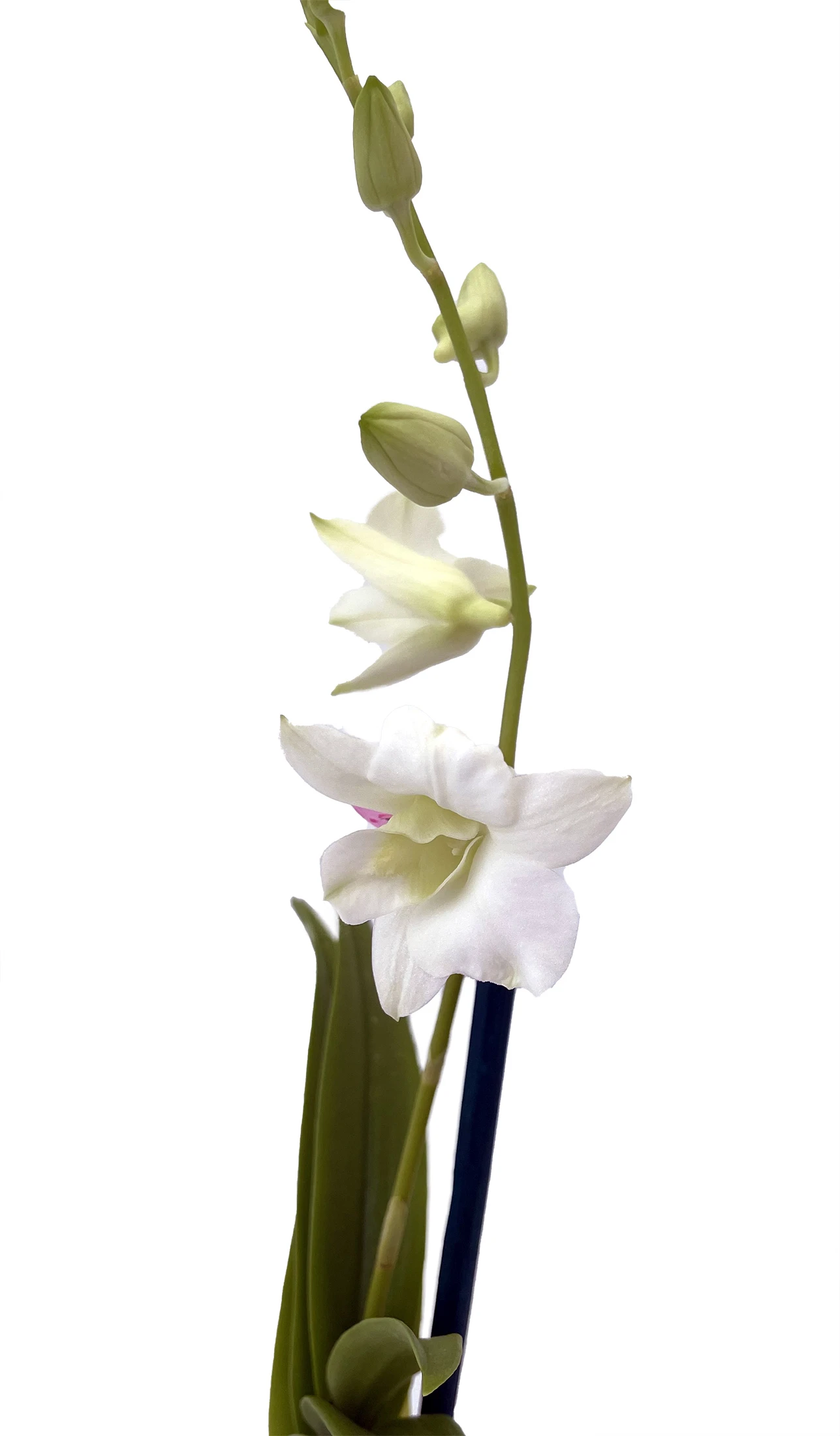 Enobi Snow White Dendrobium Orchid - 2" Pot - Collector Orchids 2 Enobi Snow White Dendrobium Orchid - 2" Pot - Collector Orchids - Image 2