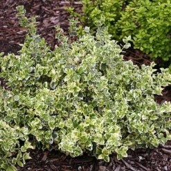 White Album™ Euonymus - Proven Winners - Great Evergreen Groundcover - 4" Pot -Outlet Buds Grow Store euonymuswhitealbum1 32523.1615344525