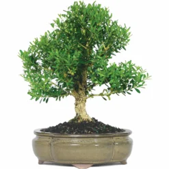 NEWGEN FREEDOM® Boxwood - 4" Pot - Buxus - Indoors Or Out -Outlet Buds Grow Store fa2b4c5f 0f3d 4a38 8b80 3c450f0db76c 1.69ae5a168ce7b62a5f97902ce7803d86 34238.1648736588