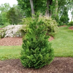 CEDAR RAPIDS™ False Cypress -Chamaecyparis Pisifera - Proven Winners - 4" Pot 5 CEDAR RAPIDS™ False Cypress -Chamaecyparis Pisifera - Proven Winners - 4" Pot -Outlet Buds Grow Store false cypress cedar rapids 1 74920.1675732056