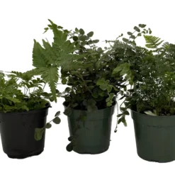 Fern Assortment - 3 Pack In 4" Pots