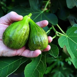 Brown Turkey Edible Fig Plant - Ficus Carica - Sweet - 6" Pot -Outlet Buds Grow Store figbrownturkey1 44894.1694626978