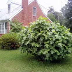 Brown Turkey Edible Fig Plant - Ficus Carica - Sweet - 6" Pot -Outlet Buds Grow Store figbrownturkey3 38347.1694626978