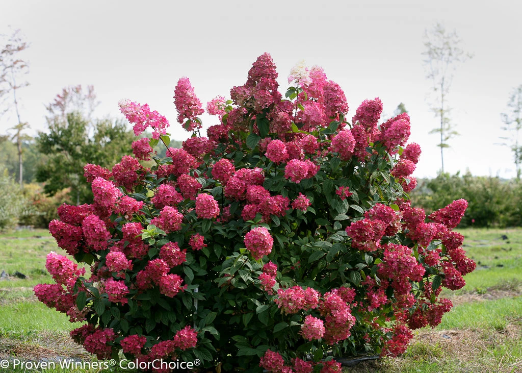FIRE LIGHT® Hydrangea Paniculata - 4" Pot - Proven Winners 3 FIRE LIGHT® Hydrangea Paniculata - 4" Pot - Proven Winners - Image 3