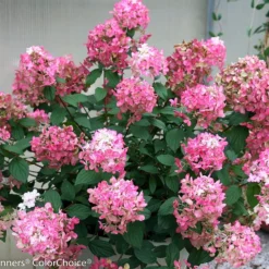 FIRE LIGHT® Hydrangea Paniculata - 4" Pot - Proven Winners