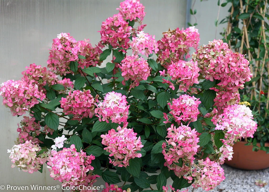 FIRE LIGHT® Hydrangea Paniculata - 4" Pot - Proven Winners 1 FIRE LIGHT® Hydrangea Paniculata - 4" Pot - Proven Winners