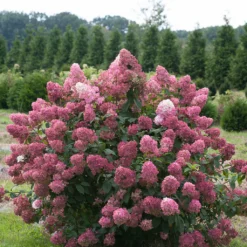 FIRE LIGHT® Hydrangea Paniculata - 4" Pot - Proven Winners 8 FIRE LIGHT® Hydrangea Paniculata - 4" Pot - Proven Winners -Outlet Buds Grow Store fire light hydrangea 3 90162.1615344561