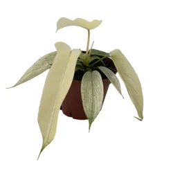 Rare Florida Ghost Philodendron - 4" Pot - Collector's Series 5 Rare Florida Ghost Philodendron - 4" Pot - Collector's Series -Outlet Buds Grow Store flghost4 41822.1692019217