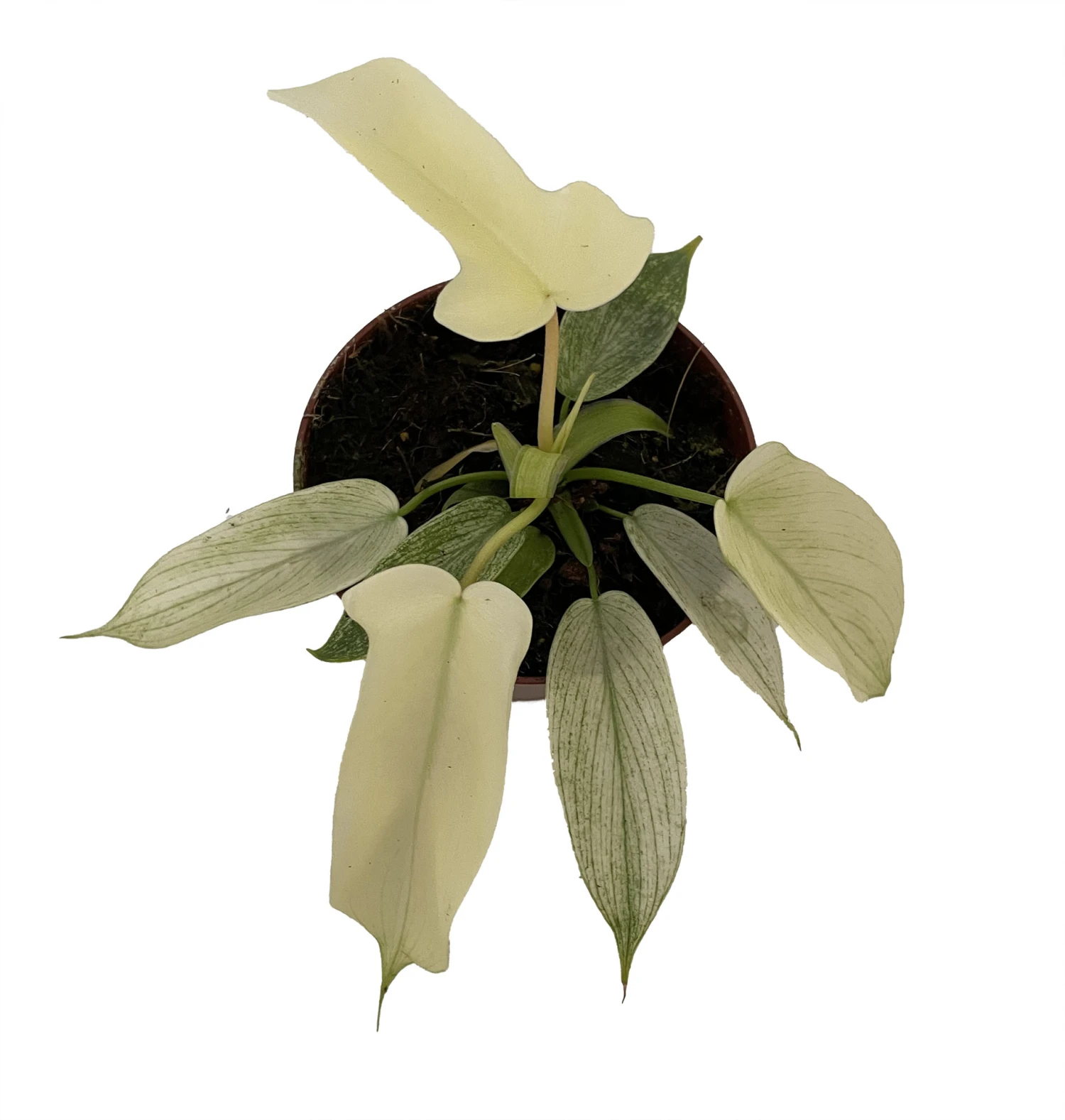 Rare Florida Ghost Philodendron - 4" Pot - Collector's Series 2 Rare Florida Ghost Philodendron - 4" Pot - Collector's Series - Image 2