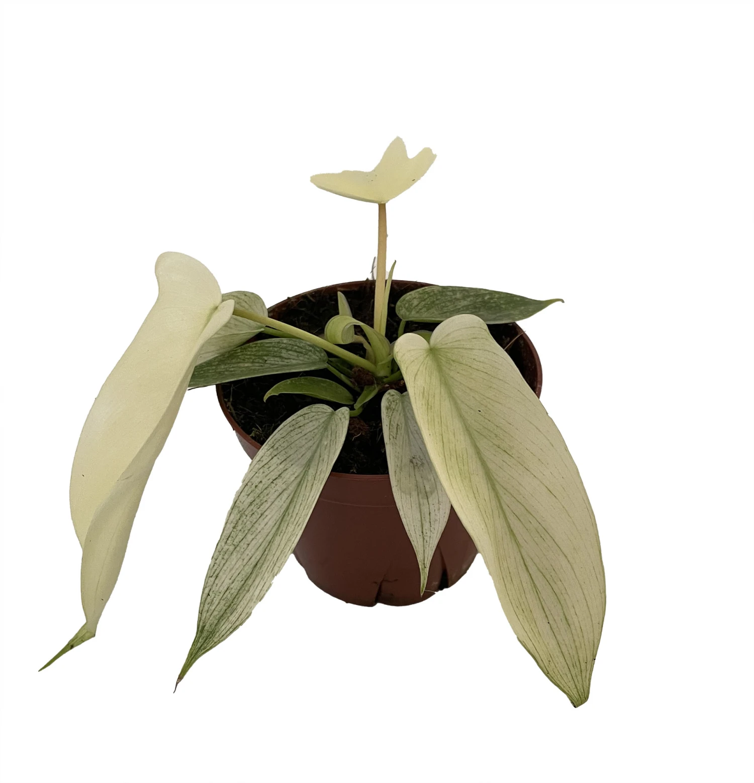 Rare Florida Ghost Philodendron - 4" Pot - Collector's Series 1 Rare Florida Ghost Philodendron - 4" Pot - Collector's Series