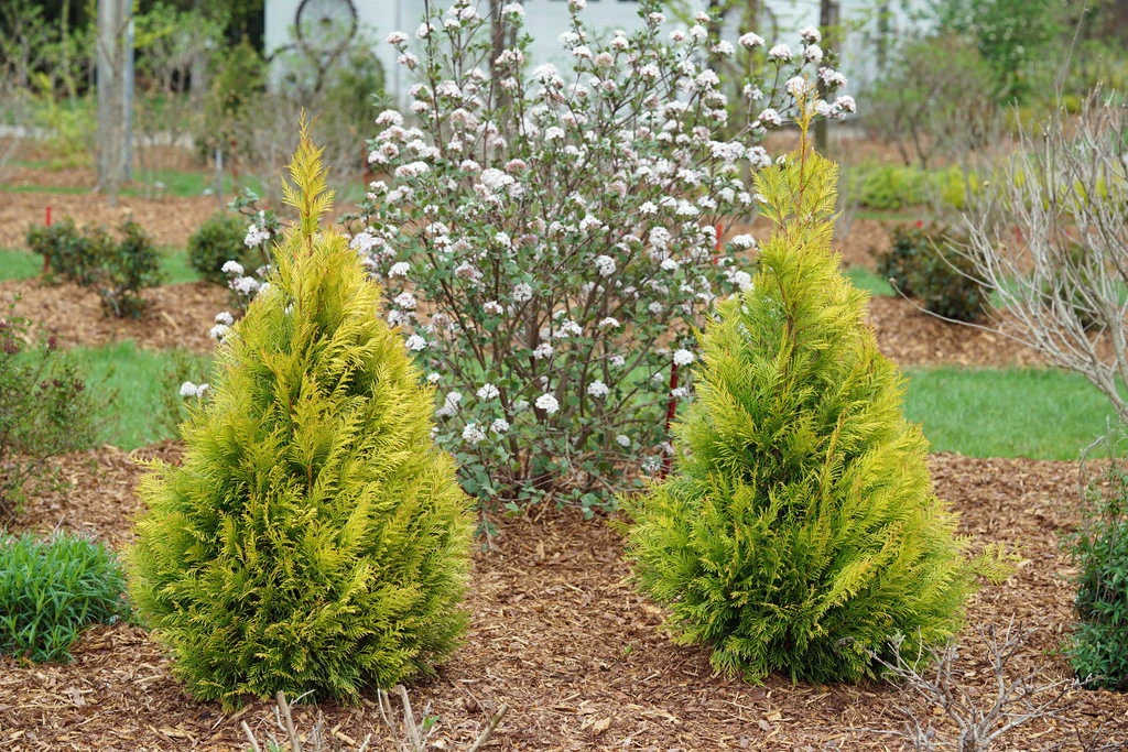 Fluffy Arborvitae - 4" Pot - Thuja Plicata - Proven Winners 2 Fluffy Arborvitae - 4" Pot - Thuja Plicata - Proven Winners - Image 2