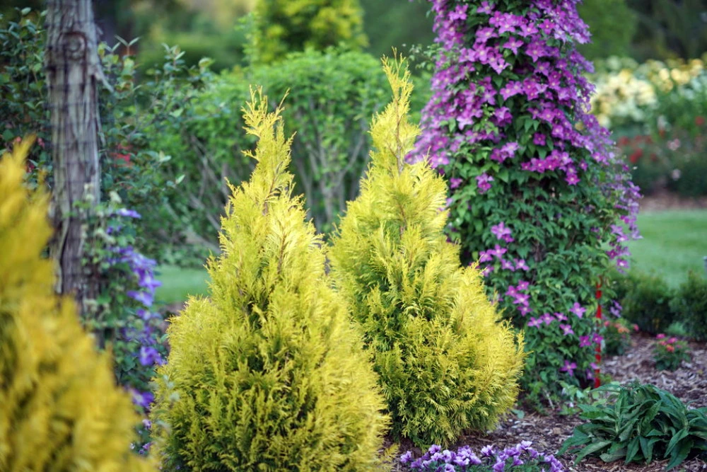 Fluffy Arborvitae - 4" Pot - Thuja Plicata - Proven Winners 1 Fluffy Arborvitae - 4" Pot - Thuja Plicata - Proven Winners