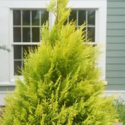 Fluffy Arborvitae - 4" Pot - Thuja Plicata - Proven Winners 5 Fluffy Arborvitae - 4" Pot - Thuja Plicata - Proven Winners -Outlet Buds Grow Store fluffy arborvitae 4 39325.1615344658