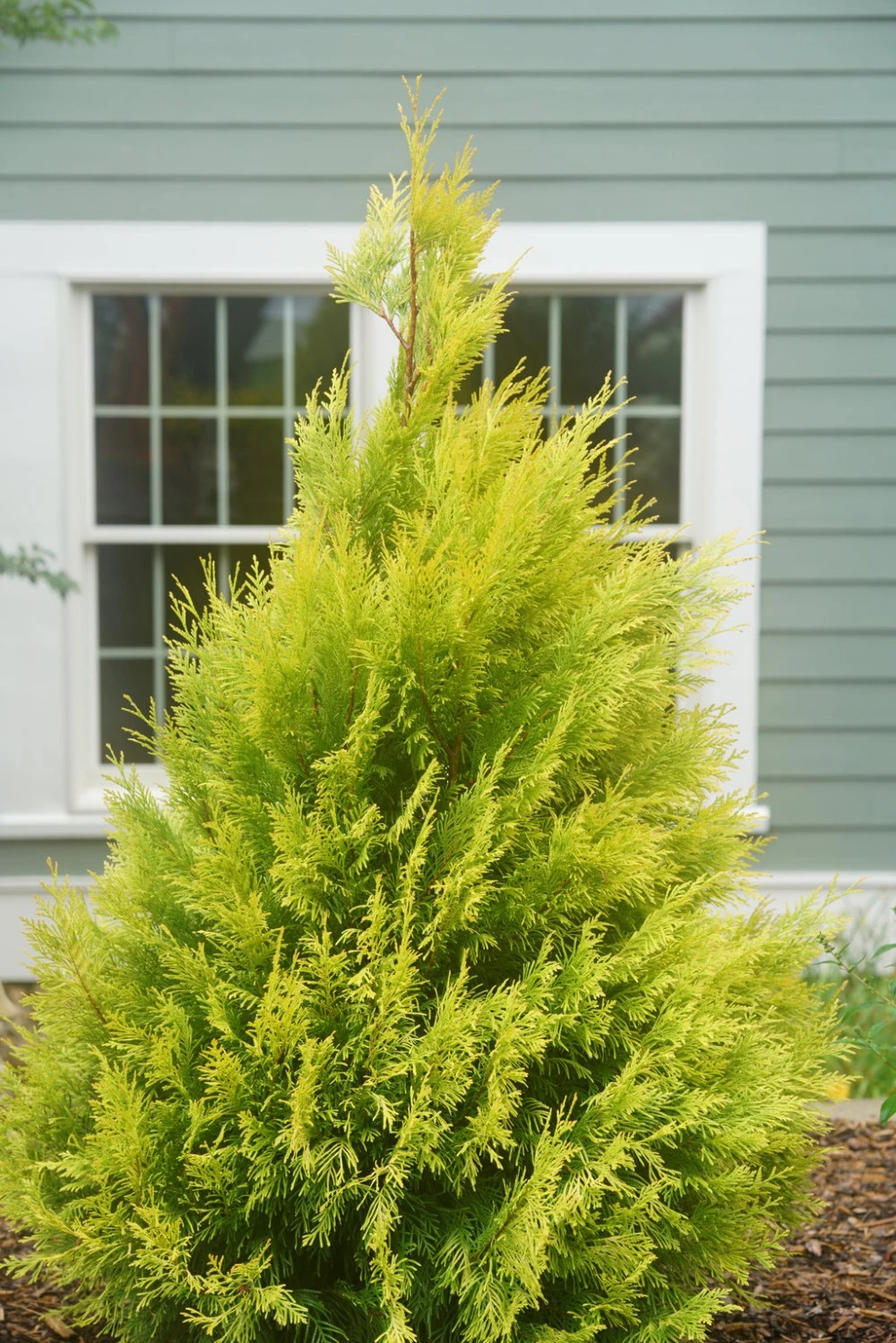 Fluffy Arborvitae - 4" Pot - Thuja Plicata - Proven Winners 3 Fluffy Arborvitae - 4" Pot - Thuja Plicata - Proven Winners - Image 3