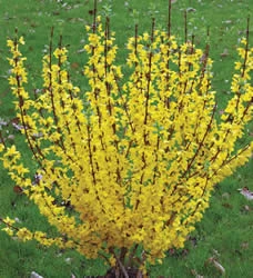Show Off® - Forsythia X 'Mindor' PP19,321 - Proven Winners - 4" Pot 2 Show Off® - Forsythia X 'Mindor' PP19,321 - Proven Winners - 4" Pot - Image 2