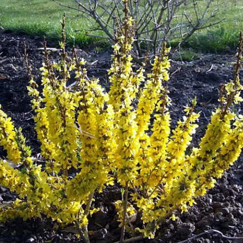 Show Off Starlet® Forsythia - Compact - Hardy - Proven Winners - 4" Pot 2 Show Off Starlet® Forsythia - Compact - Hardy - Proven Winners - 4" Pot - Image 2