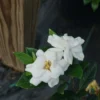 Steady As She Goes® Gardenia Jasminoides - Proven Winners - 4" Pot