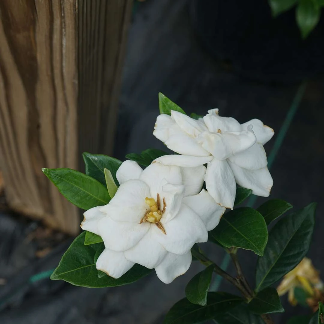 Steady As She Goes® Gardenia Jasminoides - Proven Winners - 4" Pot 1 Steady As She Goes® Gardenia Jasminoides - Proven Winners - 4" Pot