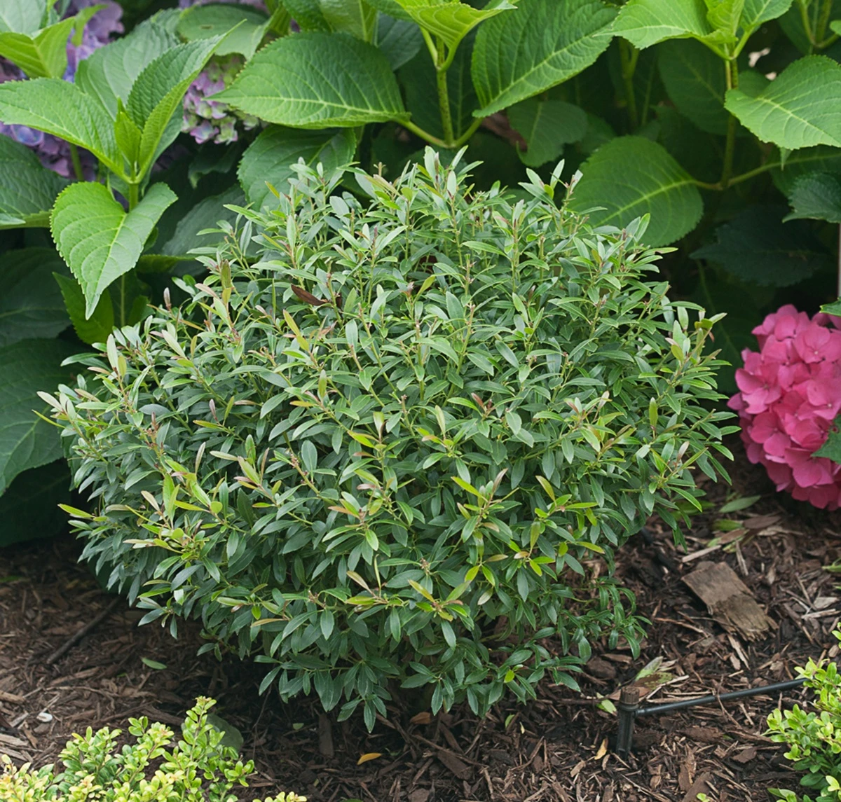 Gem Box® Inkberry Holly - 4" Pot - Ilex Glabra- Proven Winners Quick Turn 1 Gem Box® Inkberry Holly - 4" Pot - Ilex Glabra- Proven Winners Quick Turn