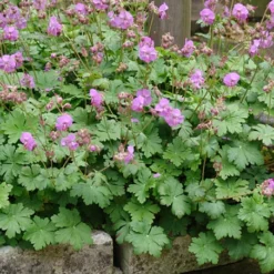 Karmina Hardy Geranium - Gallon Pot - Aromatic Foliage - Deep Rose Blooms -Outlet Buds Grow Store geraniumkarmina3 36389.1630093675