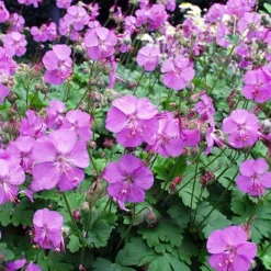 Karmina Hardy Geranium - Gallon Pot - Aromatic Foliage - Deep Rose Blooms -Outlet Buds Grow Store geraniumkarmina4 91348.1630093676