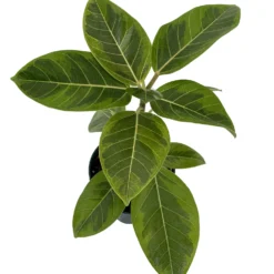Golden Gem Rubber Tree Plant - Ficus Altissima - 6" Pot