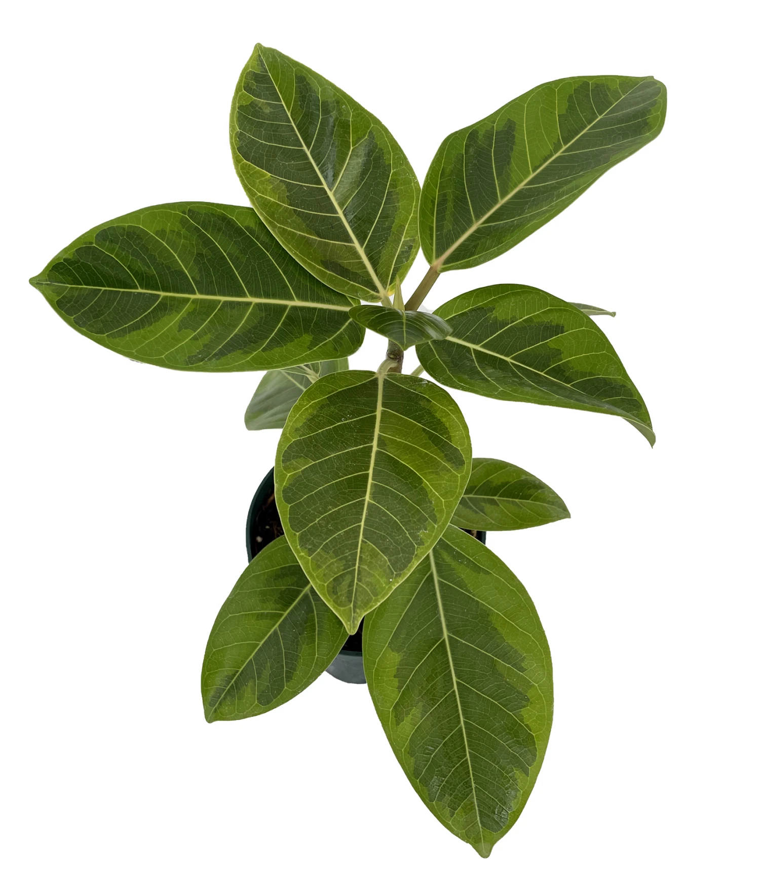 Golden Gem Rubber Tree Plant - Ficus Altissima - 6" Pot 1 Golden Gem Rubber Tree Plant - Ficus Altissima - 6" Pot