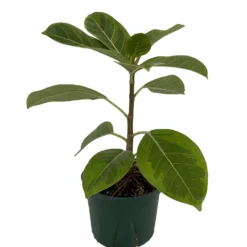 Outlet Buds Grow Store -Outlet Buds Grow Store ggemrubtree6new 74691.1662667192