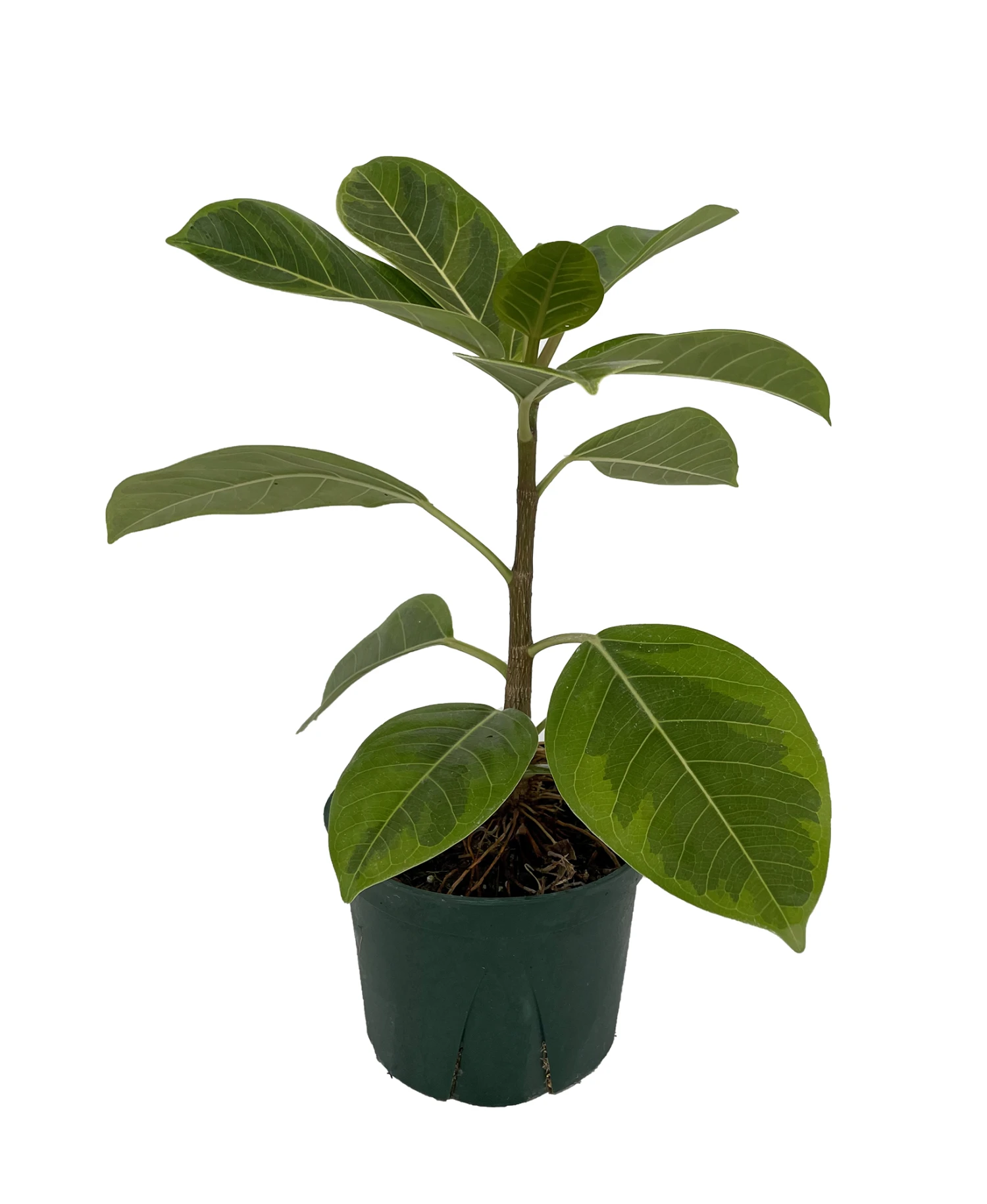Golden Gem Rubber Tree Plant - Ficus Altissima - 6" Pot 2 Golden Gem Rubber Tree Plant - Ficus Altissima - 6" Pot - Image 2