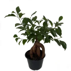 Chinese Ginseng Ficus Bonsai Tree - 6" Pot - House Plant Or Bonsai