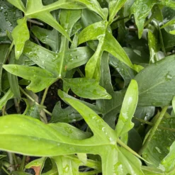 Glad Hands Philodendron - Pedatum - 4" Pot