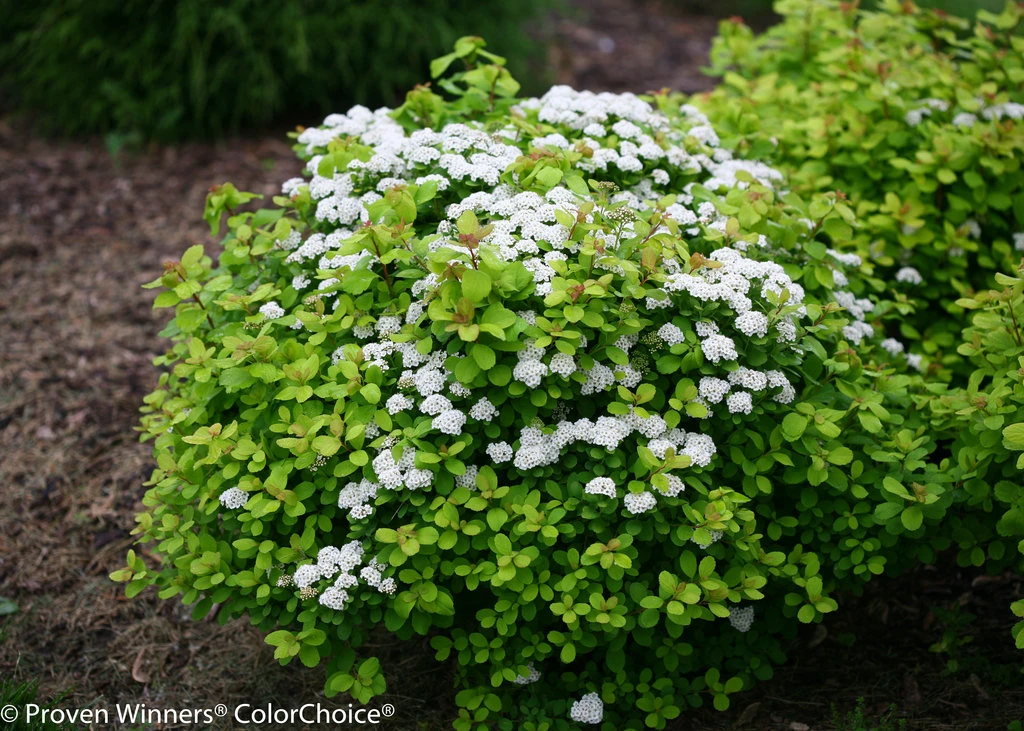 GLOW GIRL® Spiraea - Lemon/Lime Foliage - Proven Winners - 4" Pot 2 GLOW GIRL® Spiraea - Lemon/Lime Foliage - Proven Winners - 4" Pot - Image 2