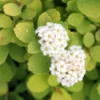 GLOW GIRL® Spiraea - Lemon/Lime Foliage - Proven Winners - 4" Pot