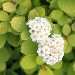 GLOW GIRL® Spiraea - Lemon/Lime Foliage - Proven Winners - 4" Pot
