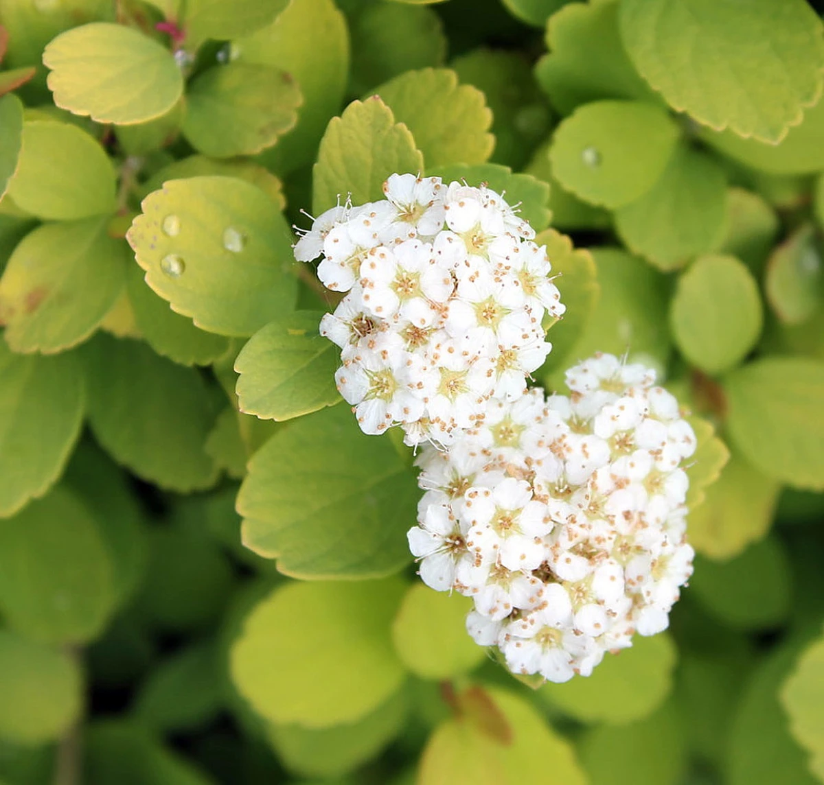 GLOW GIRL® Spiraea - Lemon/Lime Foliage - Proven Winners - 4" Pot 1 GLOW GIRL® Spiraea - Lemon/Lime Foliage - Proven Winners - 4" Pot