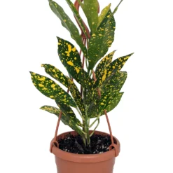 Gold Dust Croton - 4" Mini Hanging Basket - Colorful House Plant