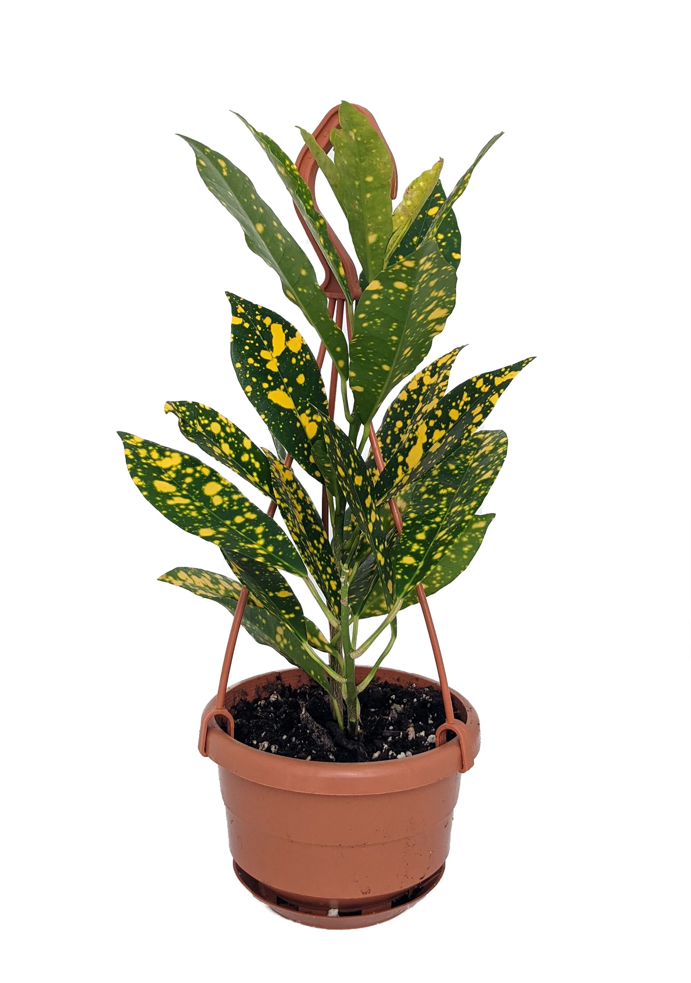 Gold Dust Croton - 4" Mini Hanging Basket - Colorful House Plant 1 Gold Dust Croton - 4" Mini Hanging Basket - Colorful House Plant