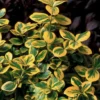 Gold Splash® Euonymus Fortunei - 4" Pot - Wintercreeper - Proven Winners
