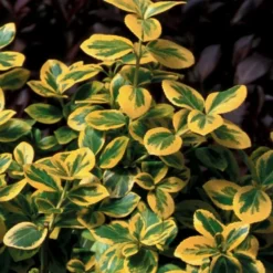 Gold Splash® Euonymus Fortunei - 4" Pot - Wintercreeper - Proven Winners