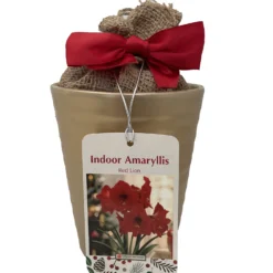 Red Lion Gold Ceramic Amaryllis Kit - Bulb/Ceramic Vase/Planting Medium