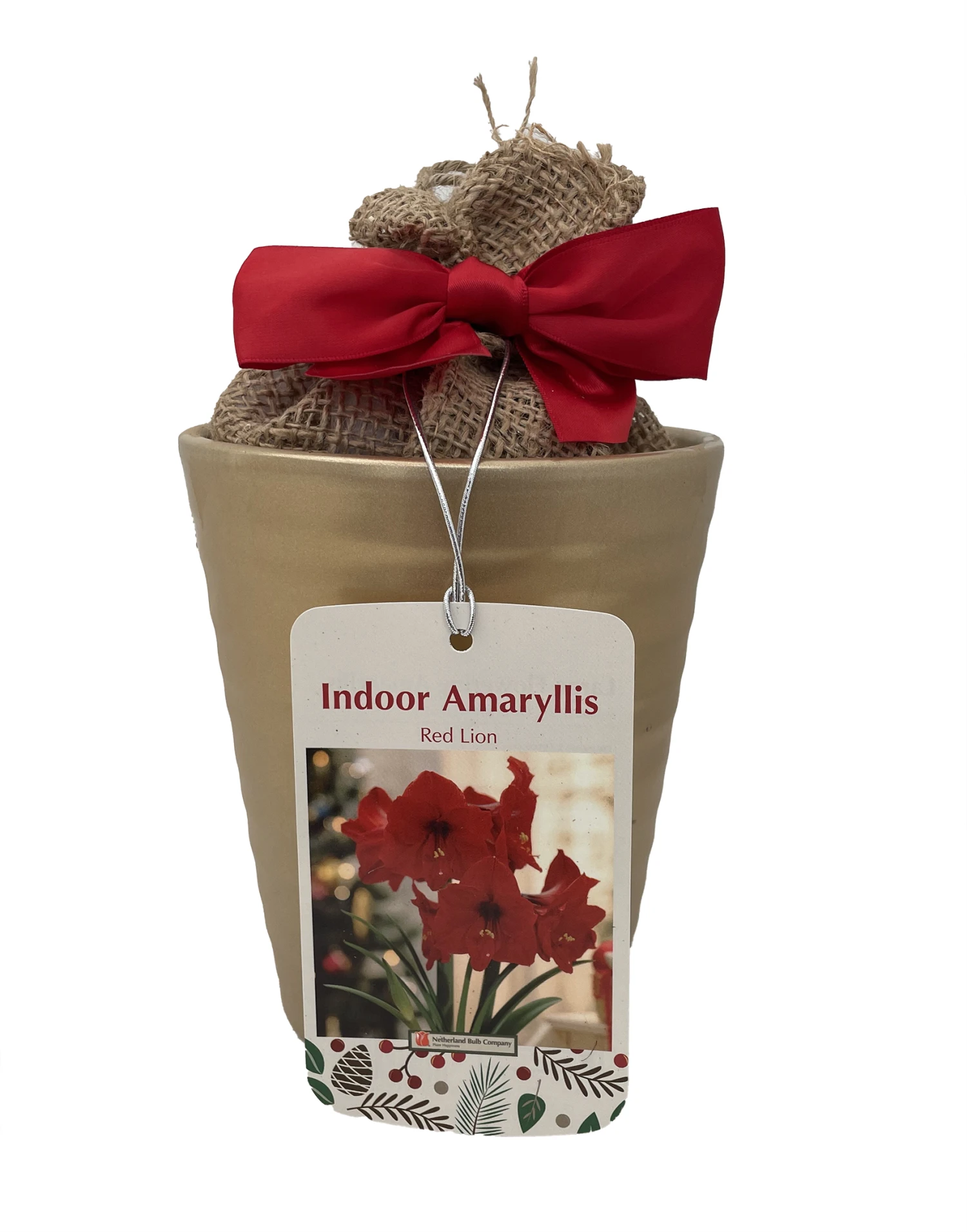 Red Lion Gold Ceramic Amaryllis Kit - Bulb/Ceramic Vase/Planting Medium 1 Red Lion Gold Ceramic Amaryllis Kit - Bulb/Ceramic Vase/Planting Medium
