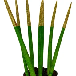 Make-Upz Glitter Gold Bamboo Shoots Snake Plant - Sansevieria - 6" Pot -Outlet Buds Grow Store goldtipssna1k 52390.1690831070