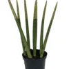 Make-Upz Glitter Gold Bamboo Shoots Snake Plant - Sansevieria - 6" Pot